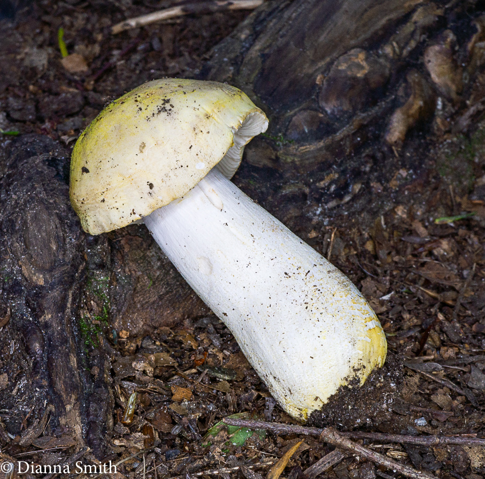 Russula ballouii 03723