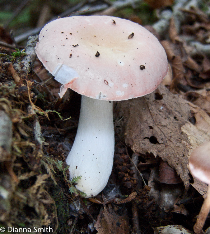 Russula betularum090306026