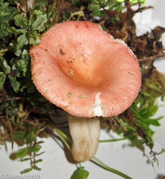 Russula betularum_2132