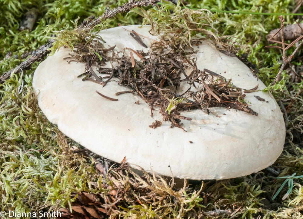 Russula brevipes1010375