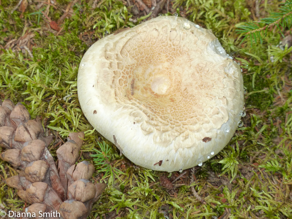 Russula brevipes1020351