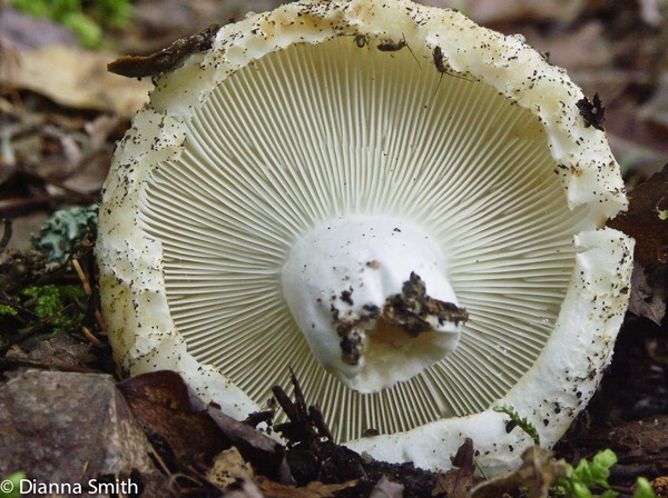 Russula brevipes1389-2