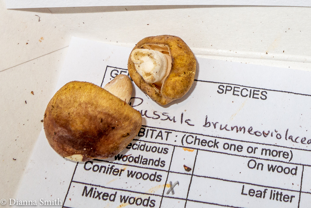 Russula brunneoviolacea 3347