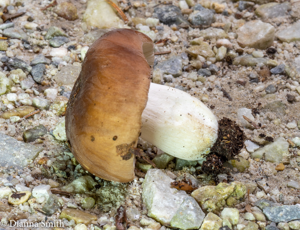 Russula brunneoviolacea 01042