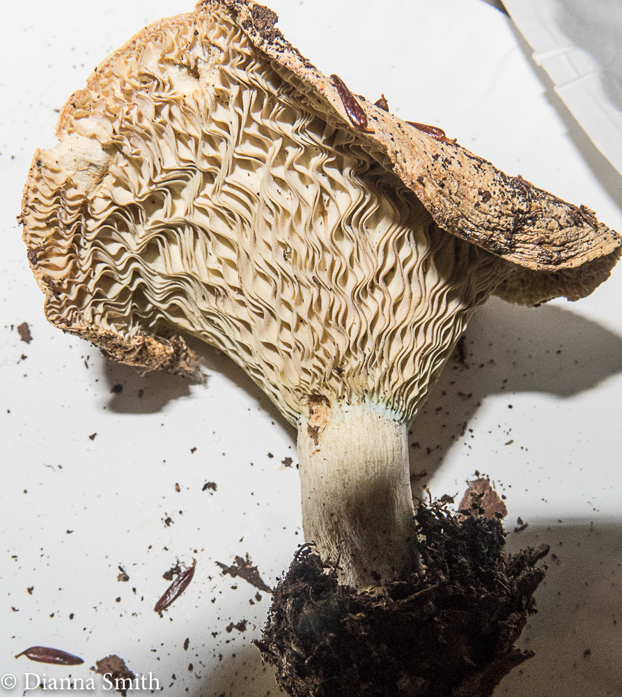 Russula brvipes var. acrior 1638