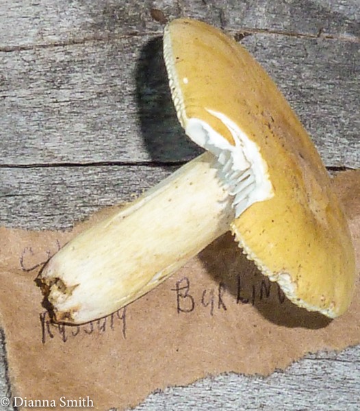 Russula burlinghamae yellow1010055