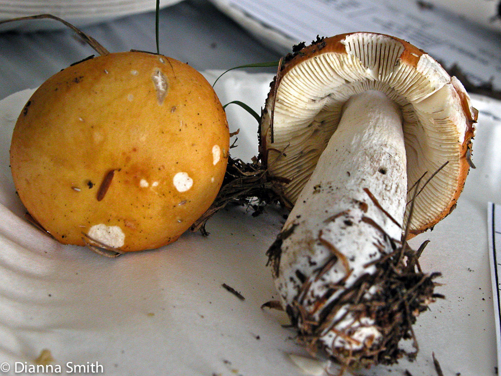 Russula claroflava7652