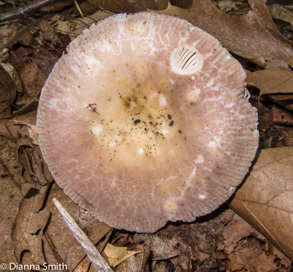 Russula crustosa 1490