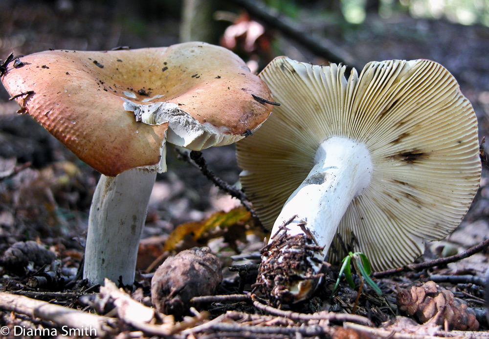 Russula decolorans6799