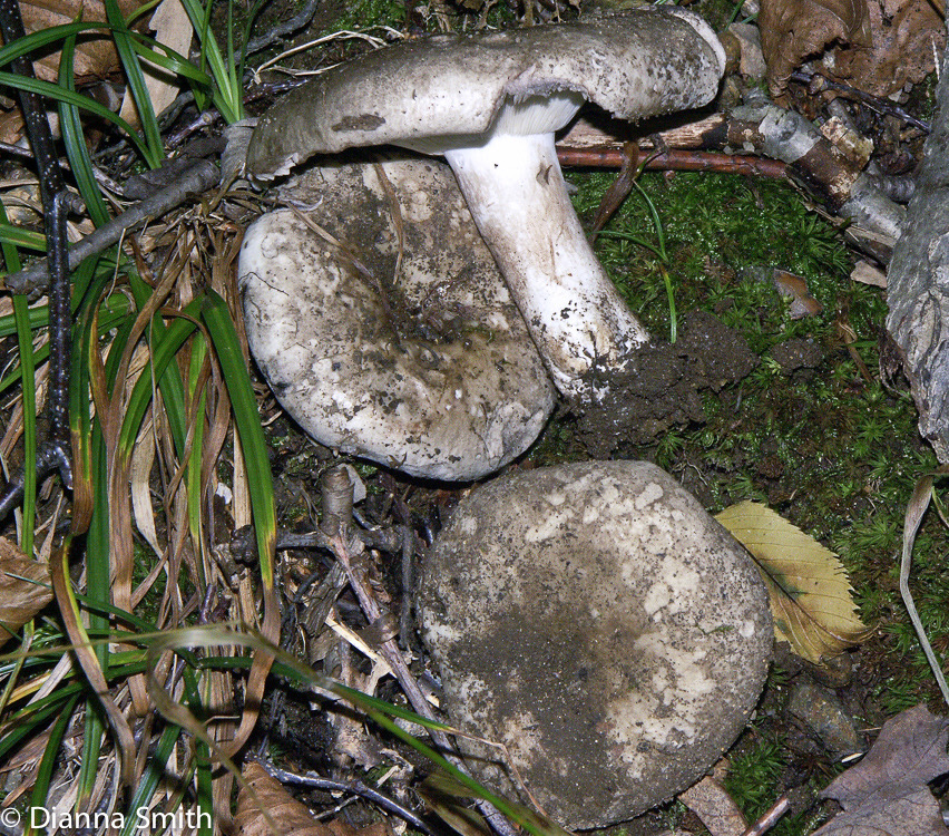 Russula densifolia2161