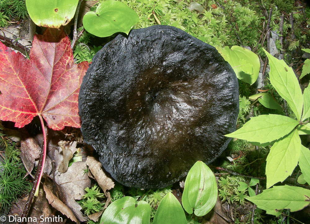Russula dissimulans 1369