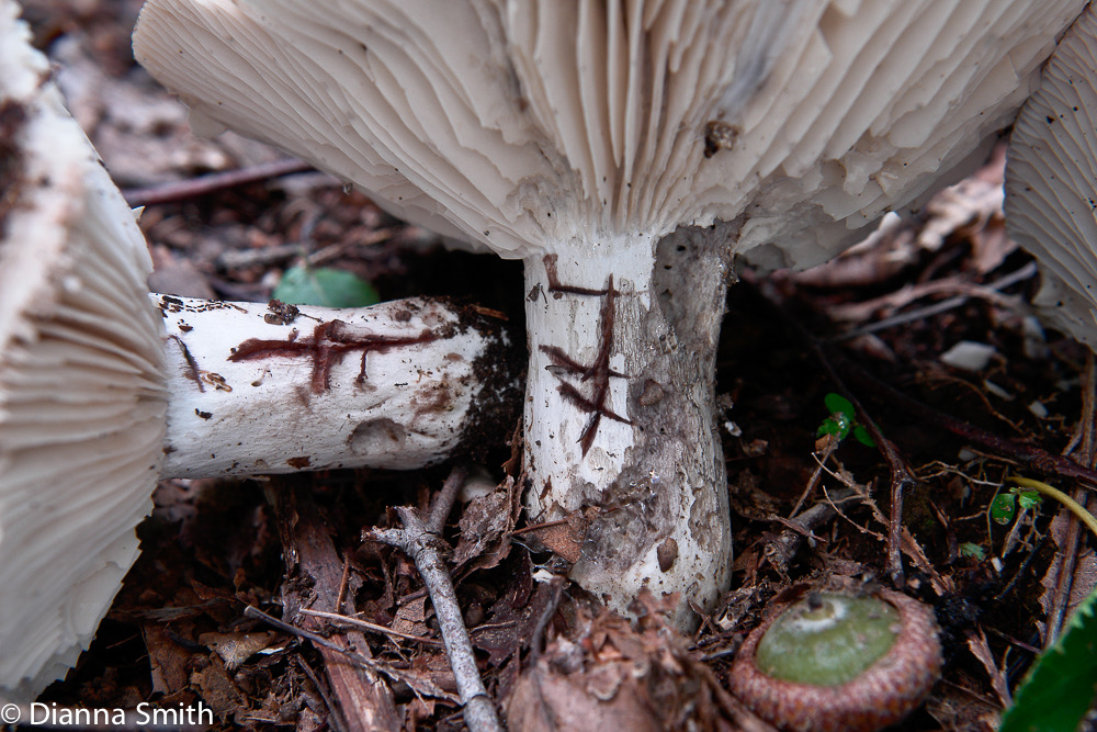 Russula dissimulans8135