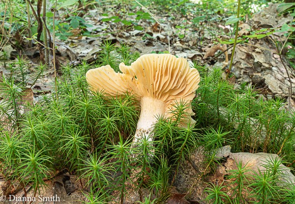 Russula earlei 04581