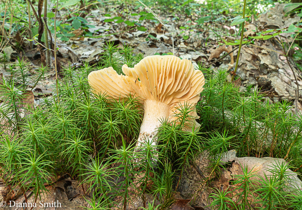 Russula earlei 04581