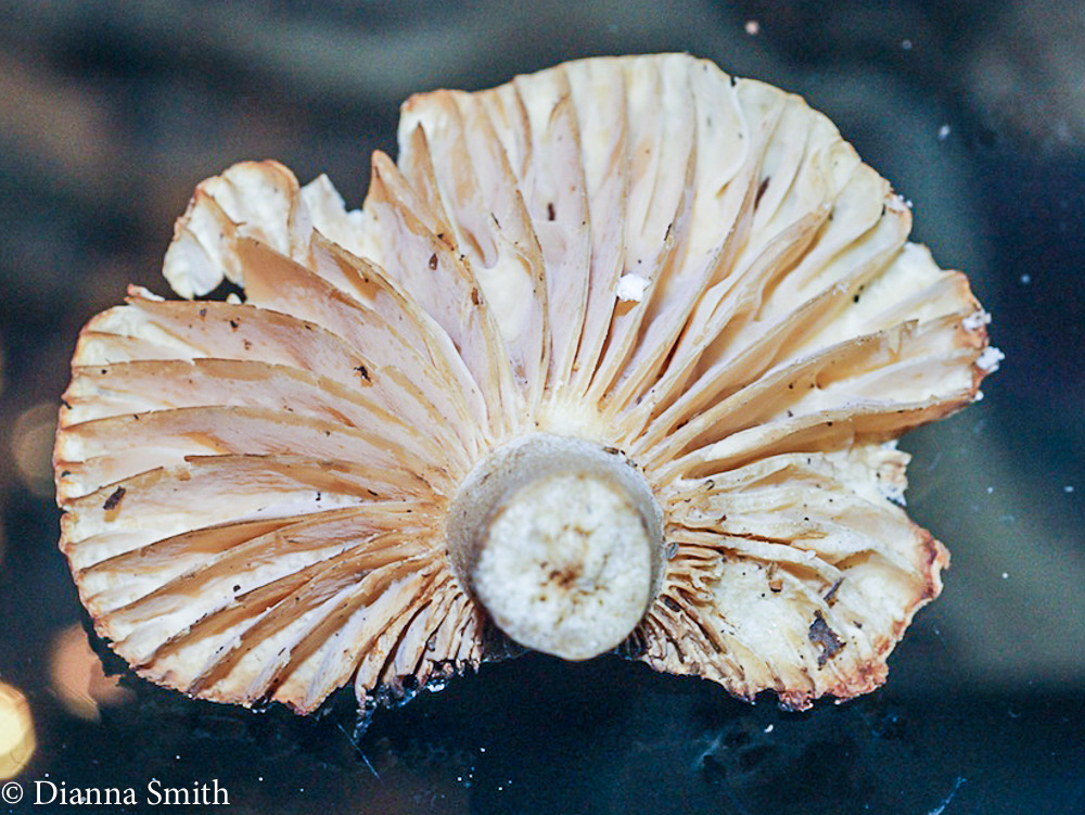 Russula earlei