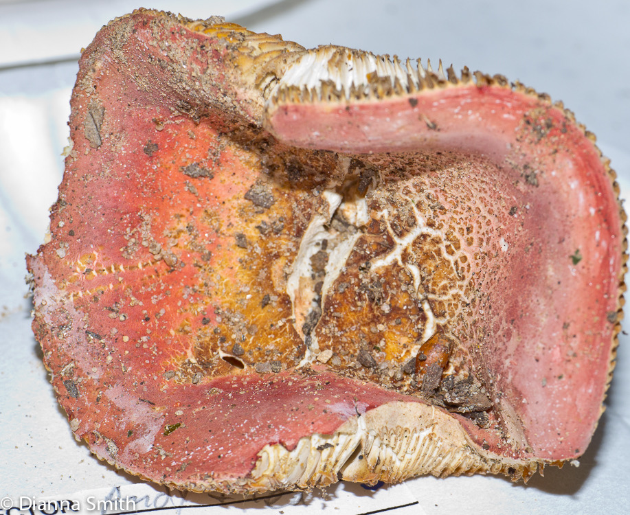 Russula flavisicans1020204