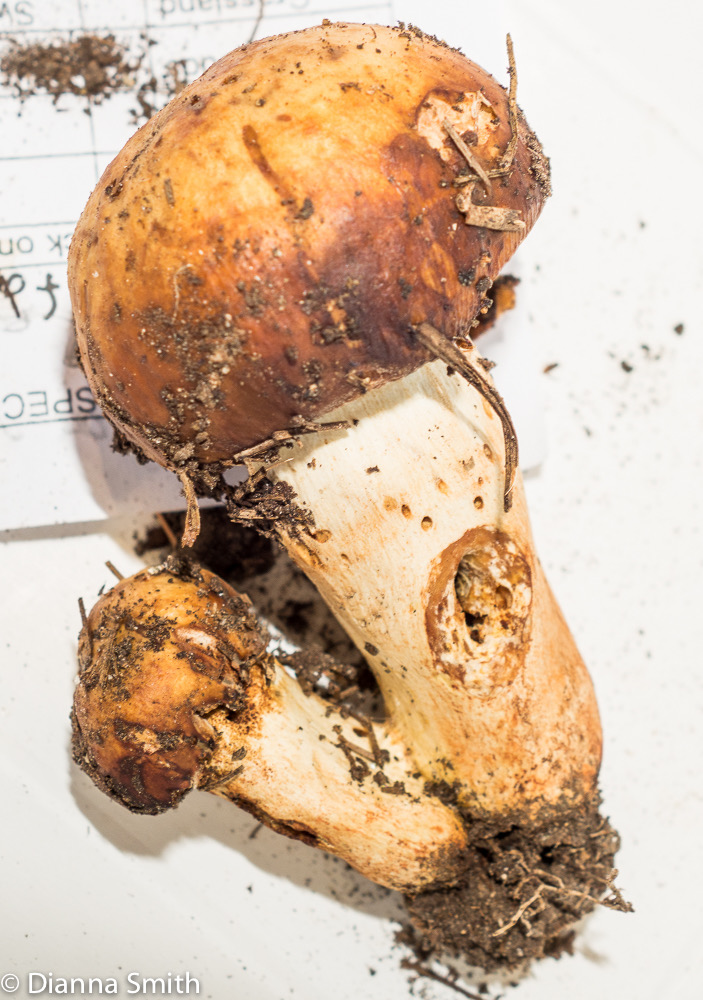 Russula foetentula 3145