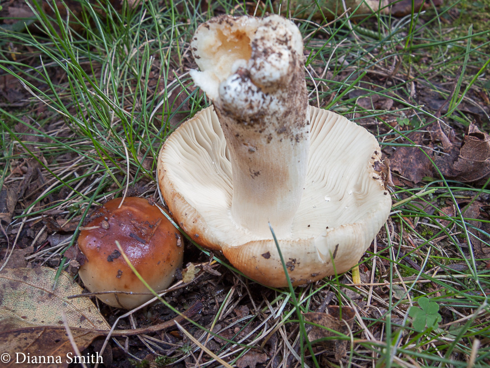 Russula foetentula 6170