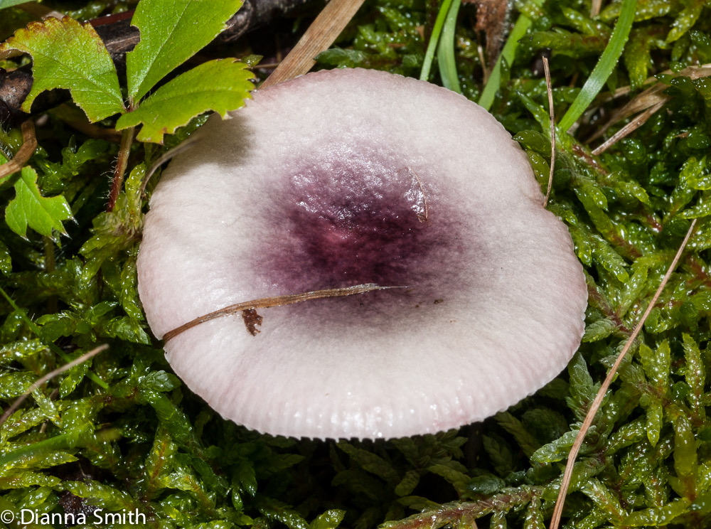 Russula fragilis02126