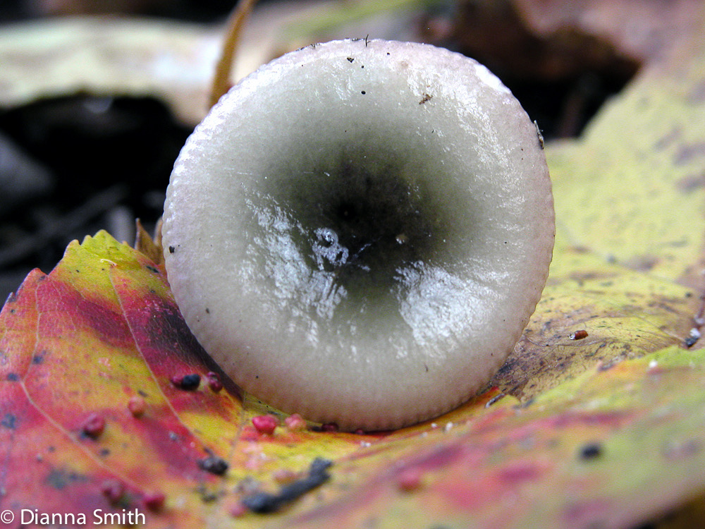 Russula fragilis1411 