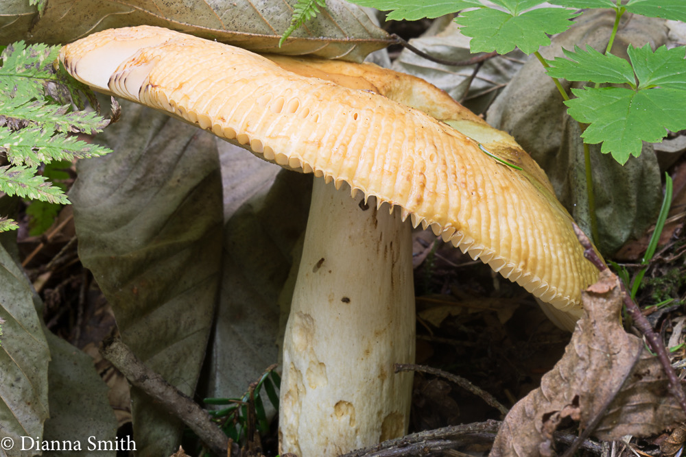 Russula fragrantissima01054