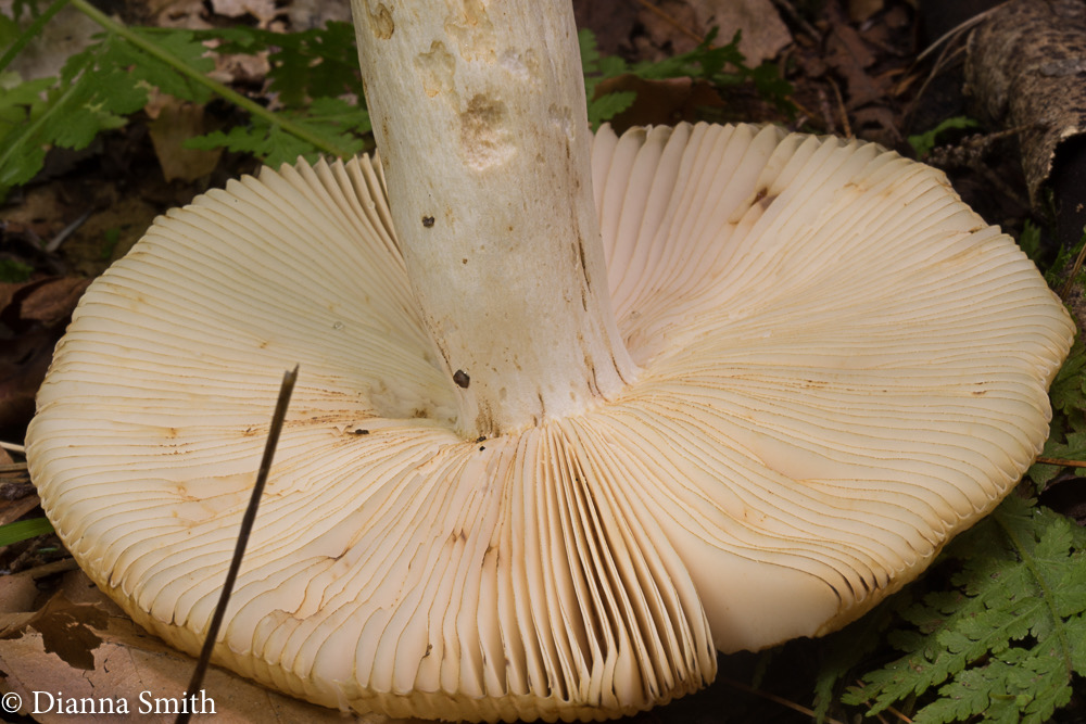 Russula fragrantissima01055