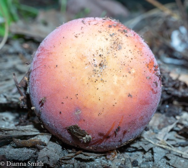 Russula fucosa06797