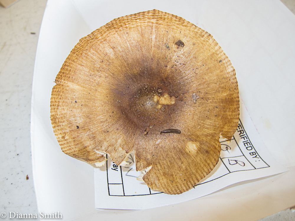 Russula granulata 2588