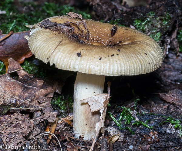 Russula granules 1010629