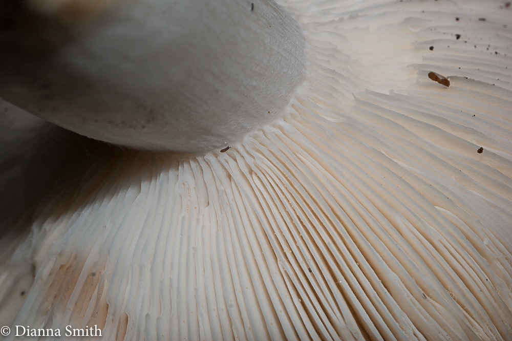 Russula heterophylla04004