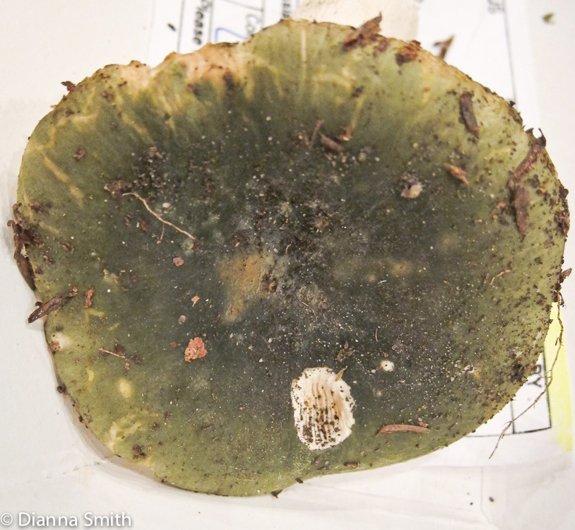 Russula heterophylla_2138