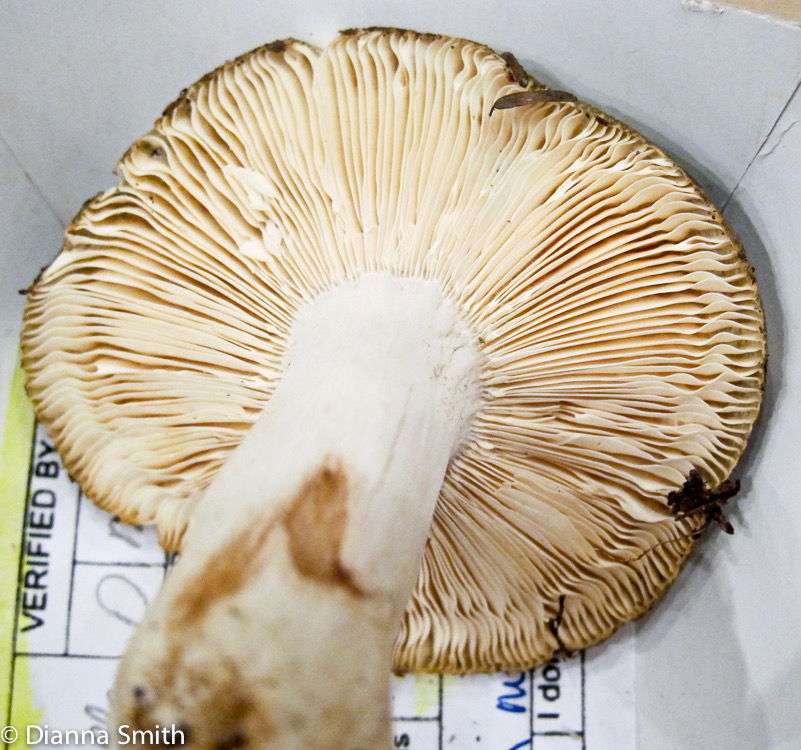 Russula heterophylla 2139
