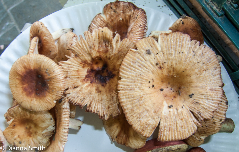 Russula laurocerasi3686