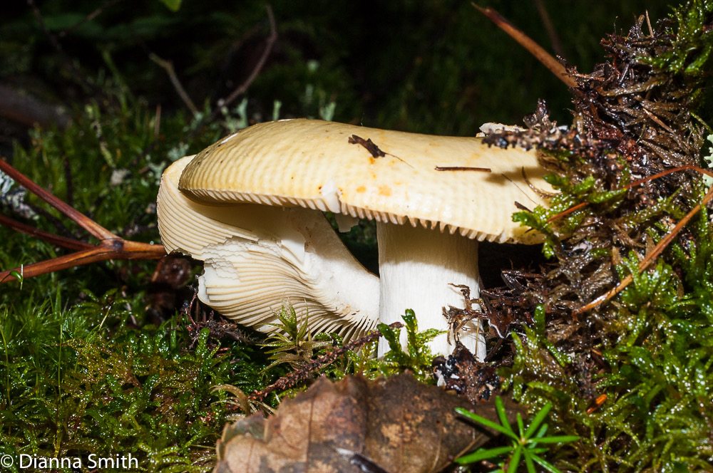 Russula lutea - yes!02190