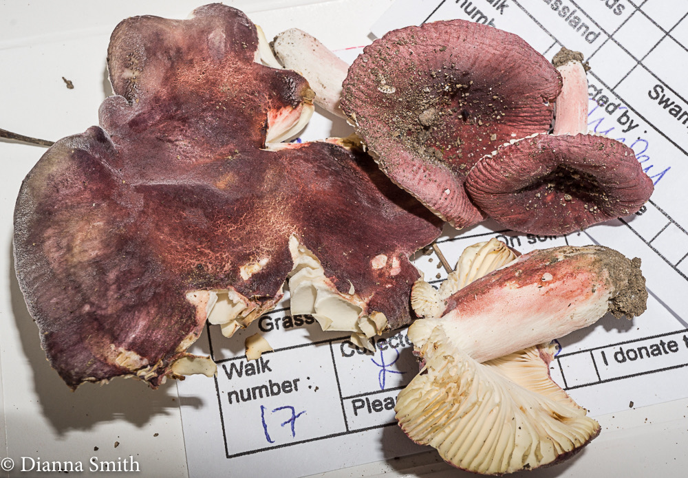 Russula mariae01601