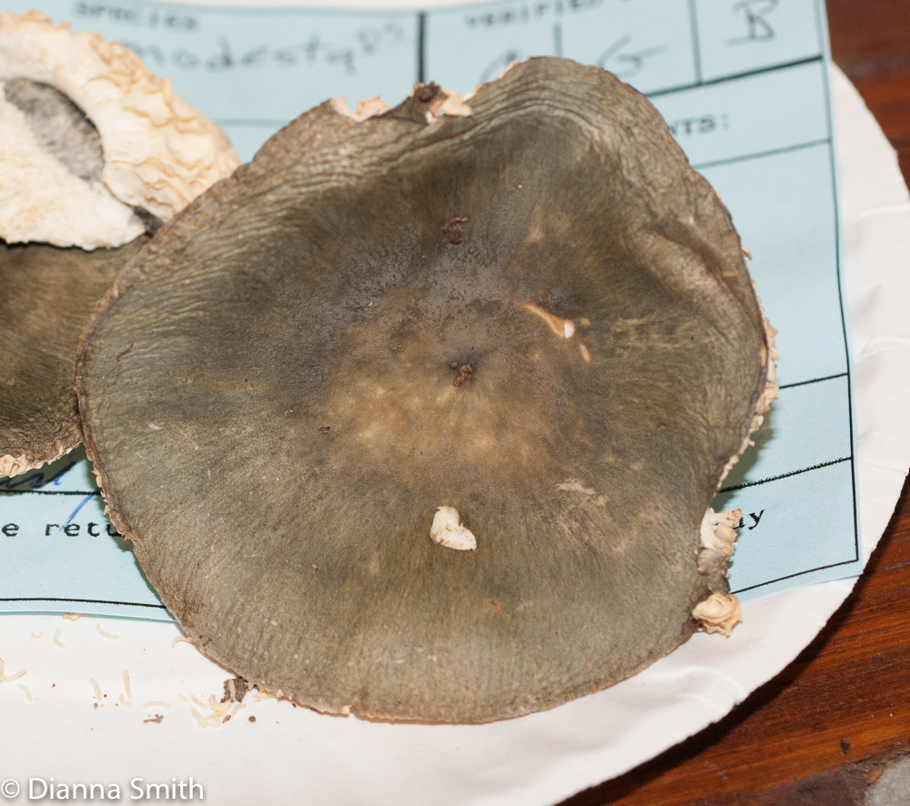 Russula modesta01533