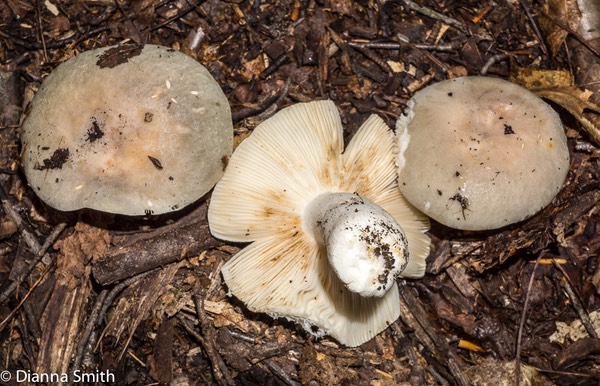 Russula modesta?02777