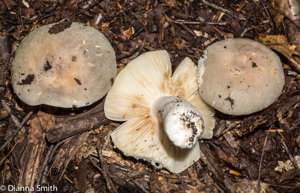 Russula modesta?02777