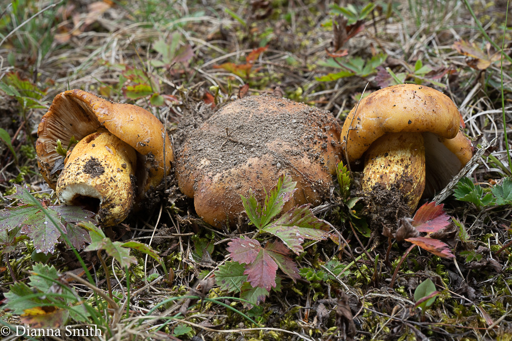 Russula mutabilis 02397