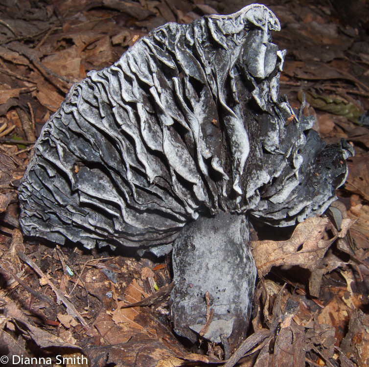 Russula dissimulans9973