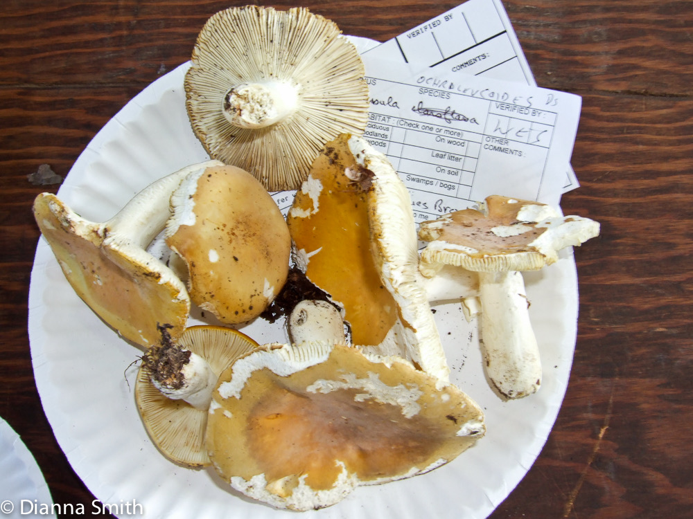 Russula ochrleucoides 9454-1