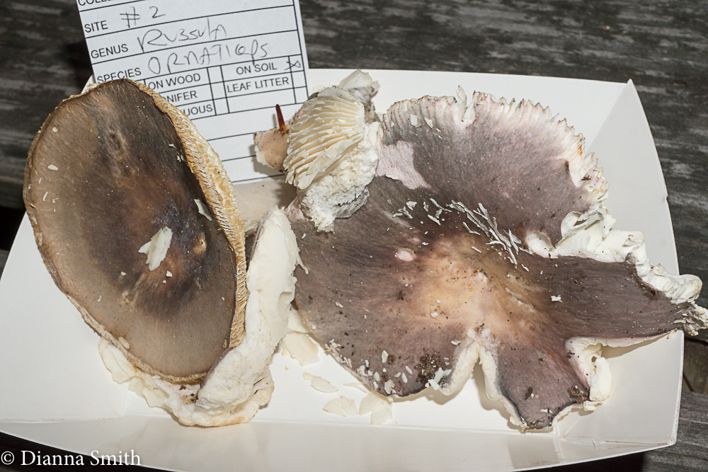 Russula ornaticeps02597
