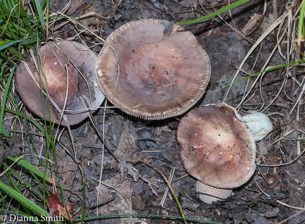 Russula ornaticepsmild1010412
