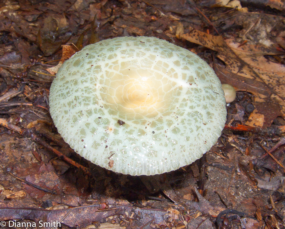Russula parvovirescens3074