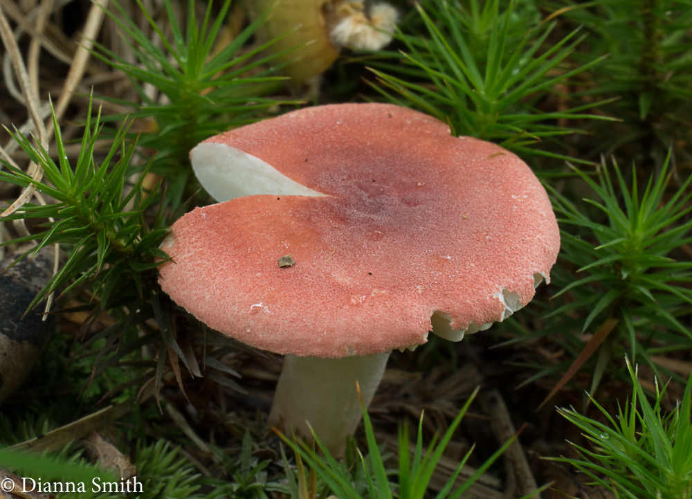 Russula pulchra 01821