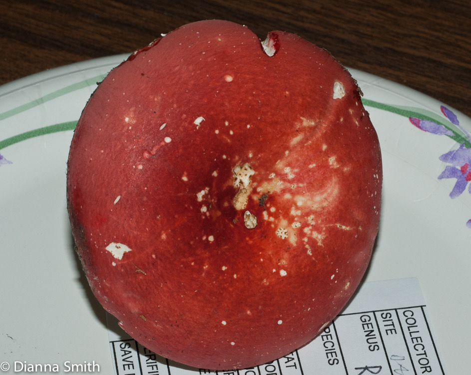 Russula pulchra03051