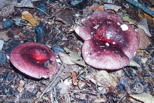 Russula sericeonitens 10010042