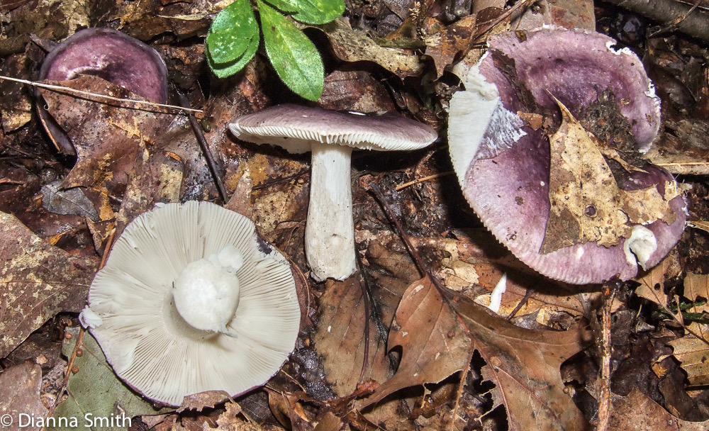 Russula sericeonitens mb10010025e