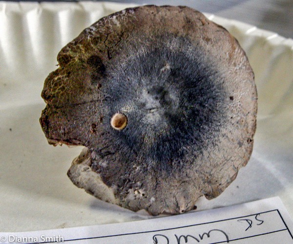 Russula squalida7805_edited