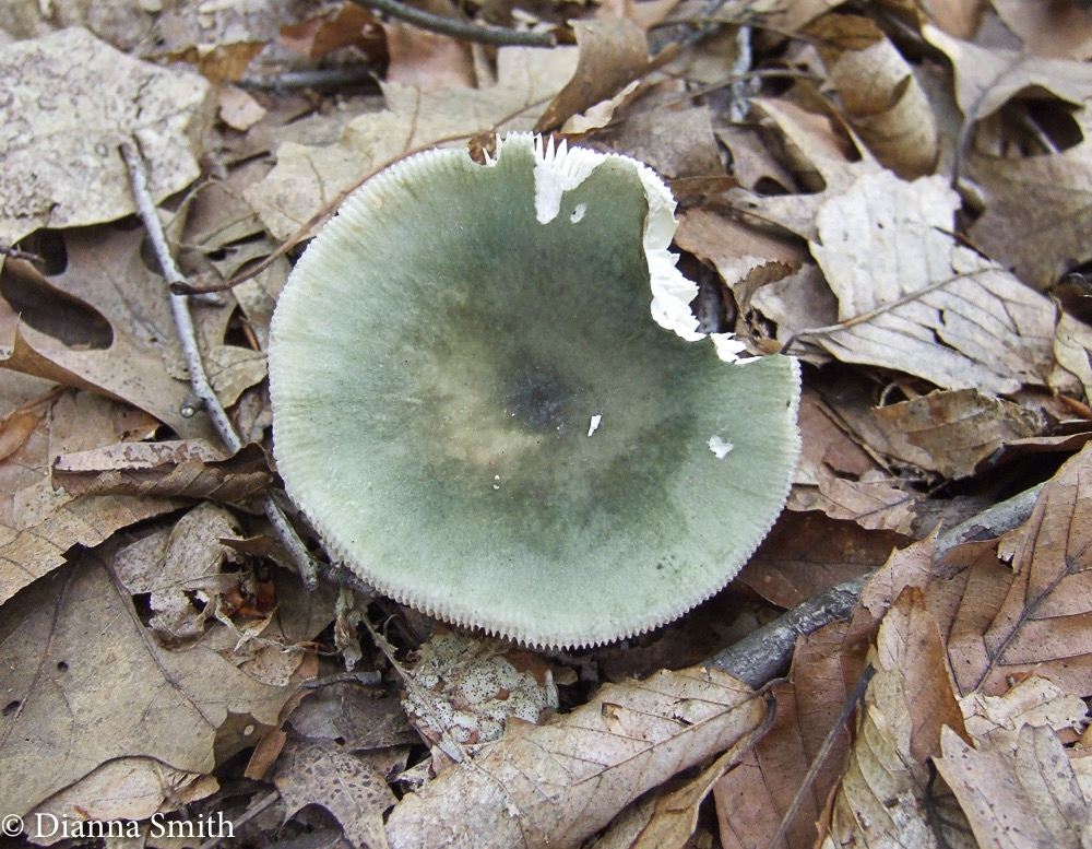 Russula subgraminicolor 2303